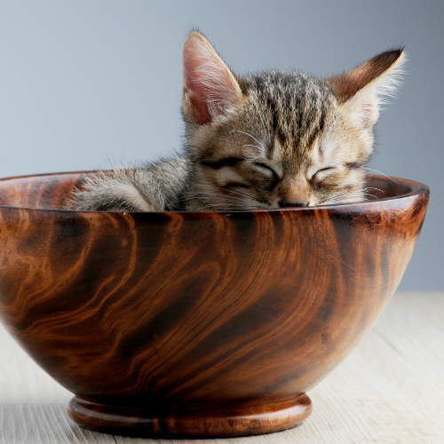Small gray kitten curled inside a brown wooden bowl