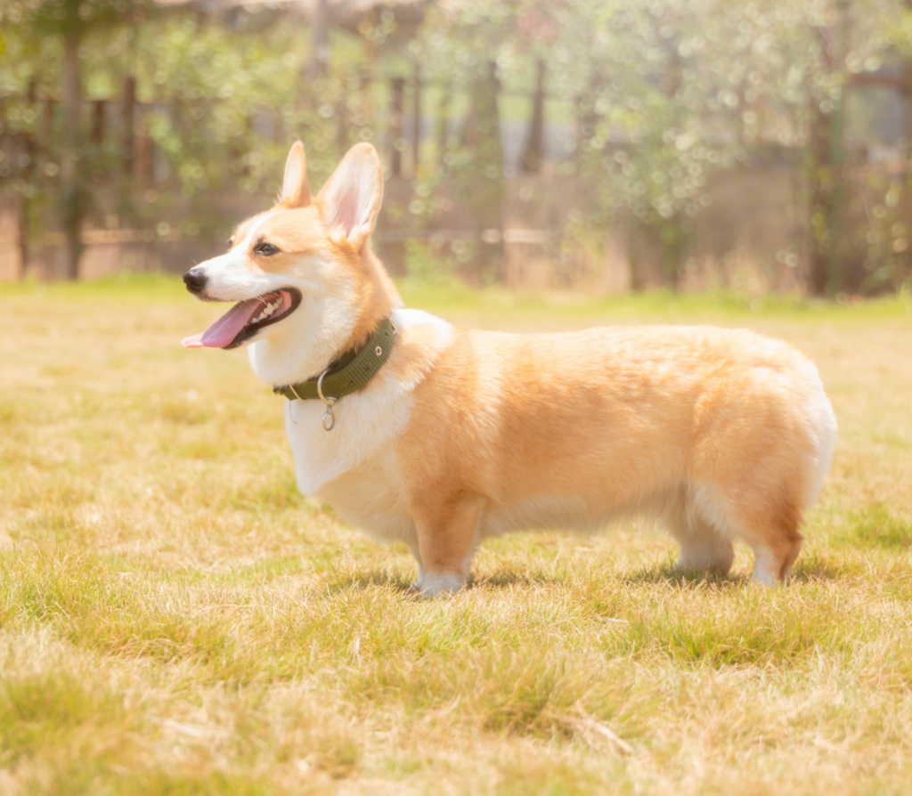 Sable color welsh corgi on a field facing to the left