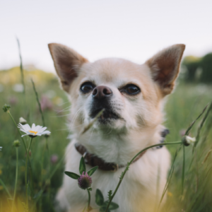 Chihuahua on a grassy field with small white flower