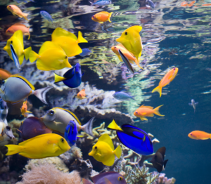 Yellow, blue and orange fishes in an aquarium