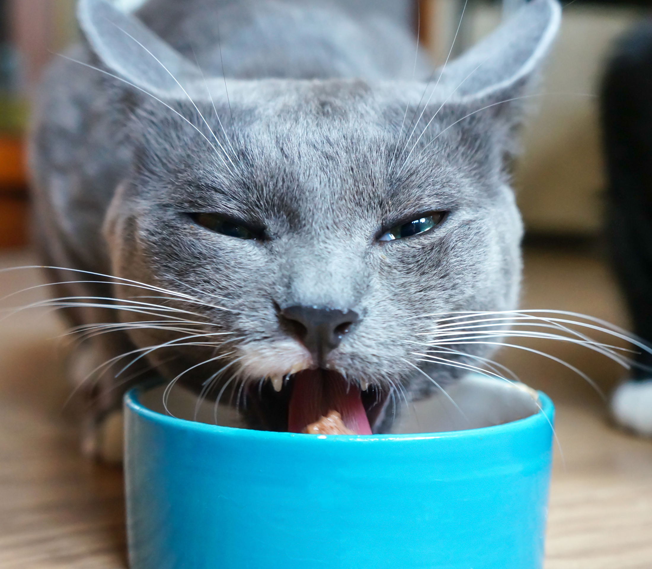 Gray cat licking on a blue bowl