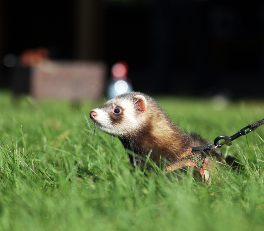Ferret with a leash