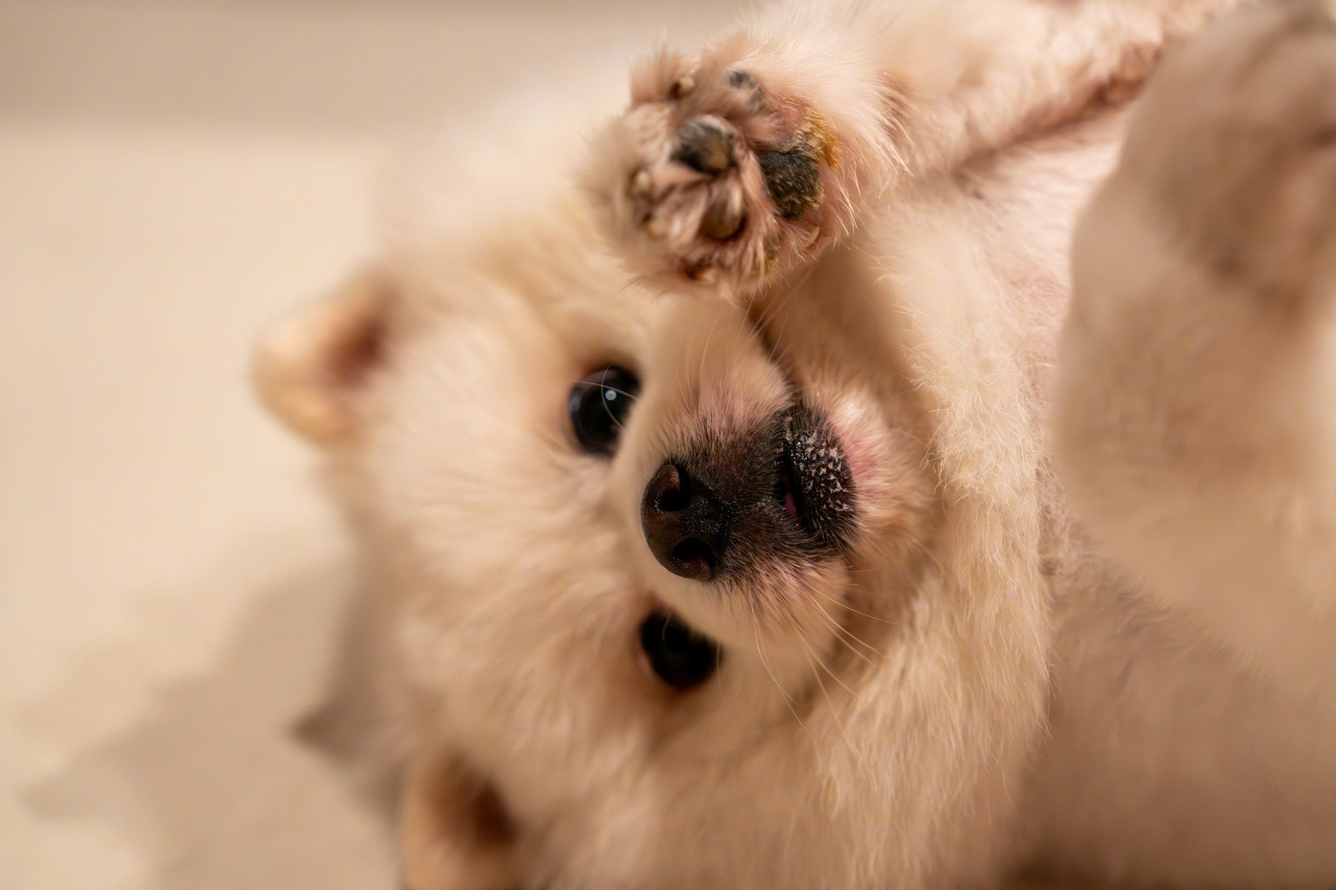 Fluffy dog on side holding paw up