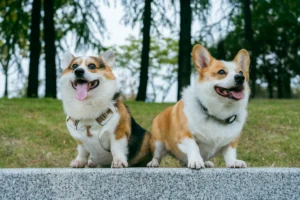 Two Pembroke Welsh Corgis stand side by side on a stone ledge in a park, both panting with their tongues out.