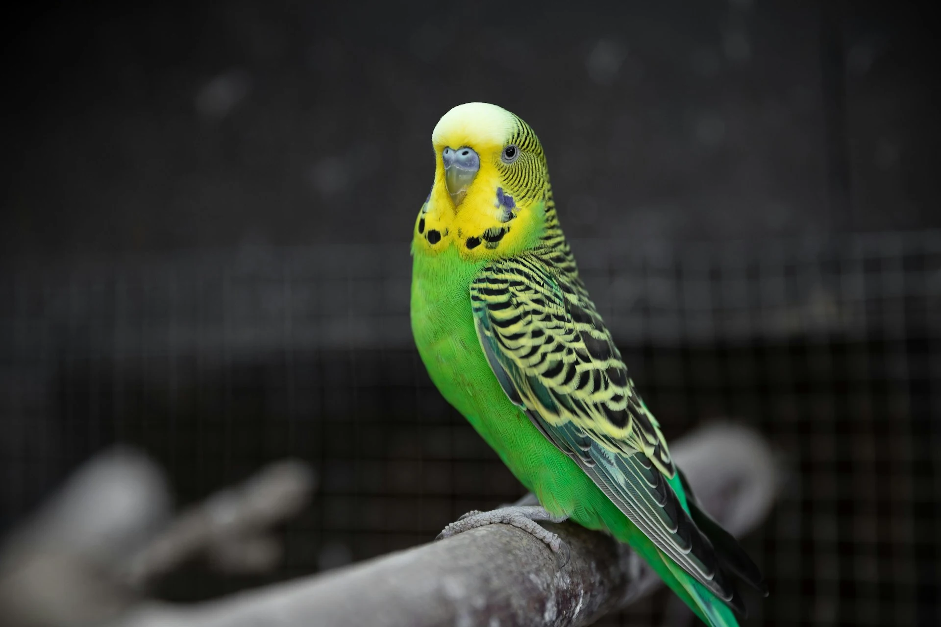 A green and yellow budgie perches on a branch against a dark background.