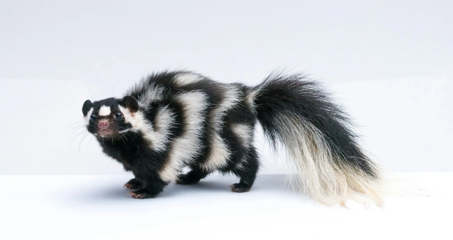 A pet skunk stands against a plain white background.