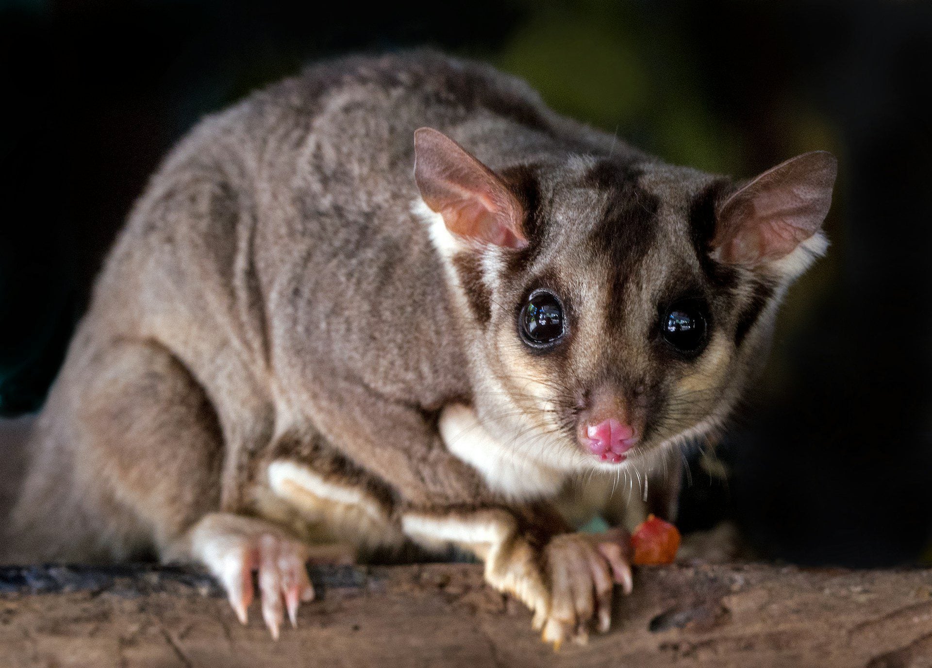 A sugar glider crouches on a wooden surface.