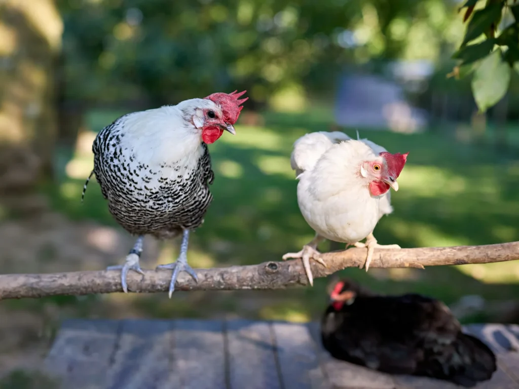 Two chickens perch on a wooden branch outdoors with a black chicken resting below.