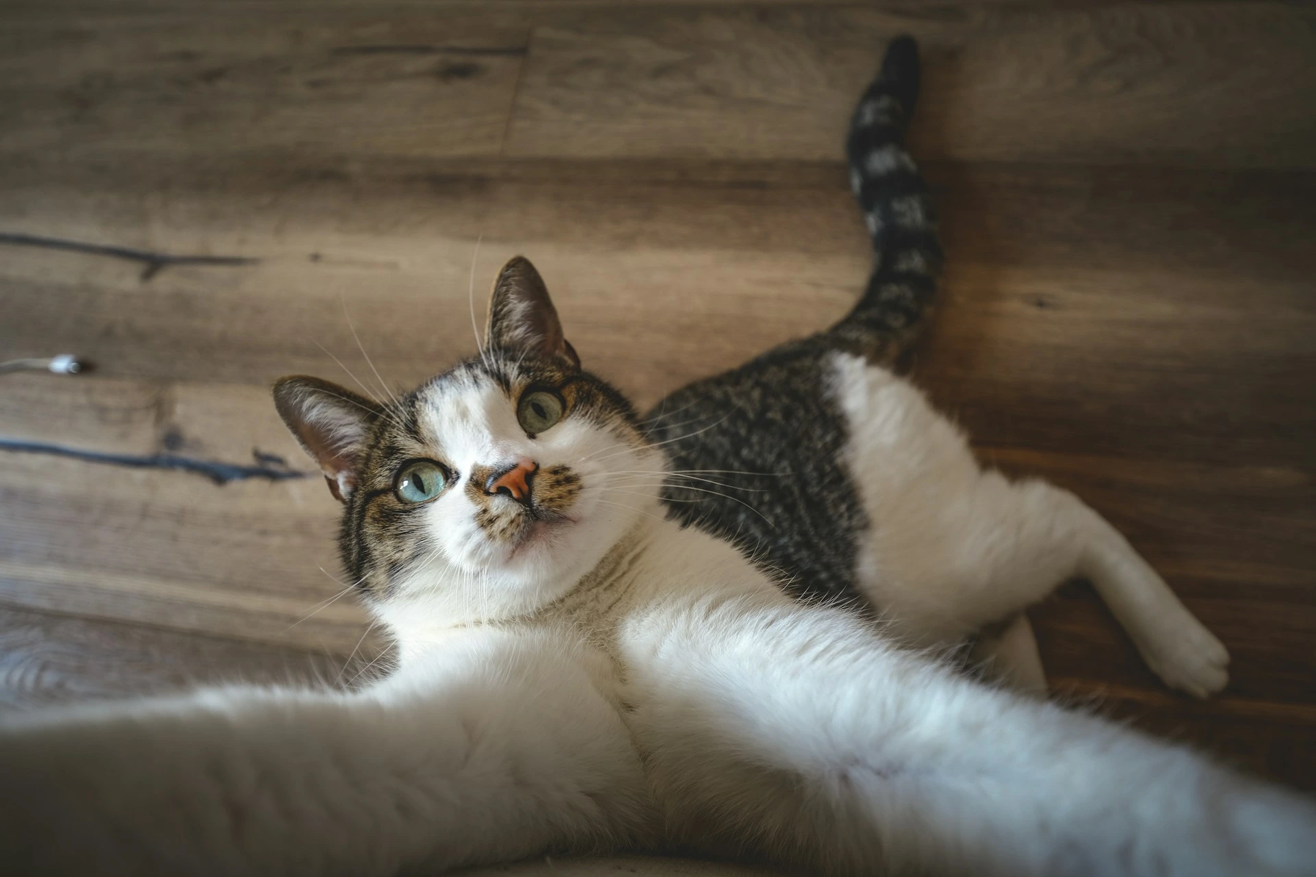 A wide-angle, selfie-style perspective of a tabby cat.