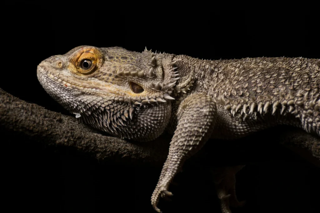 A spiky bearded dragon resting on a thick branch against a solid black background.