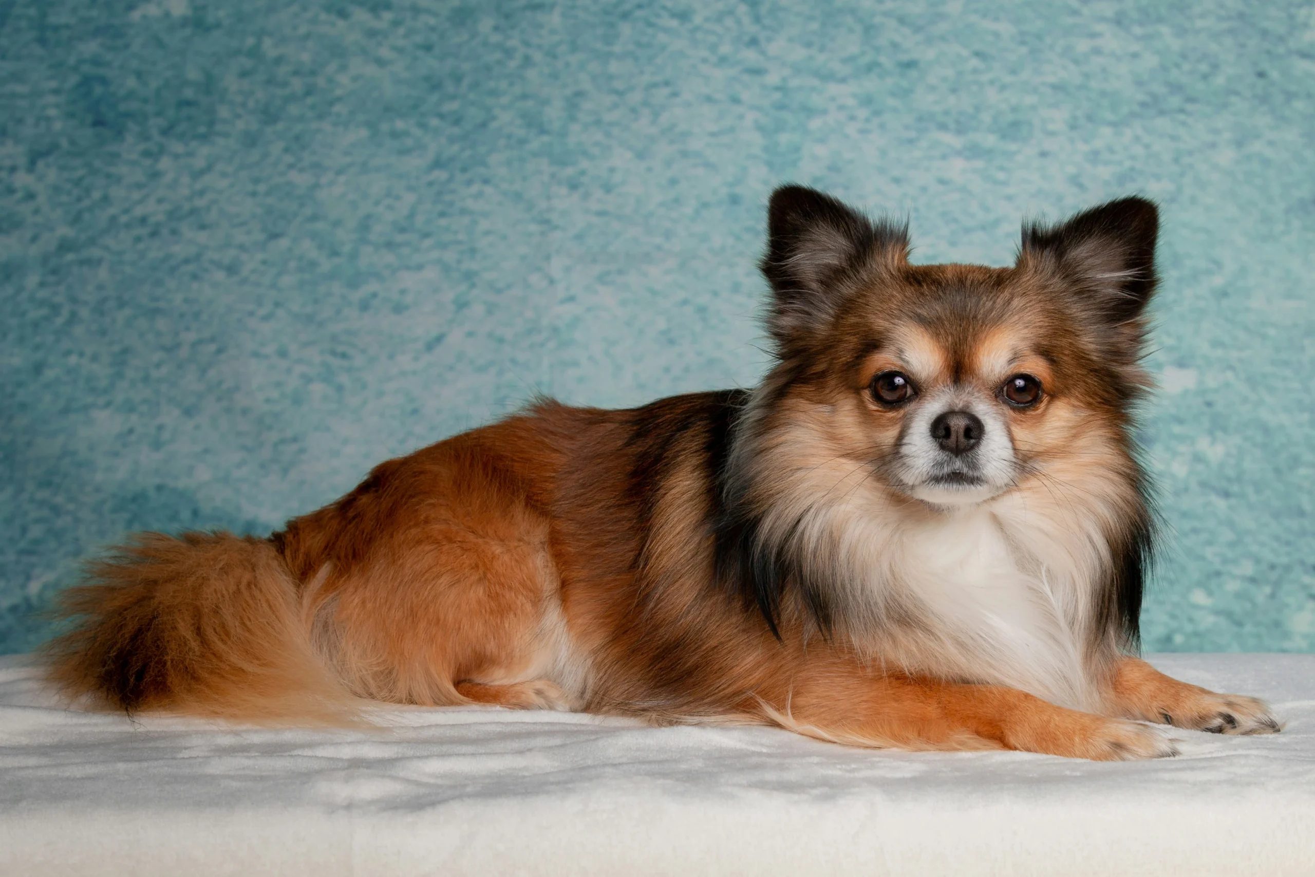 A long-haired, brown and white Chihuahua lies down against a textured blue background, looking directly forward.