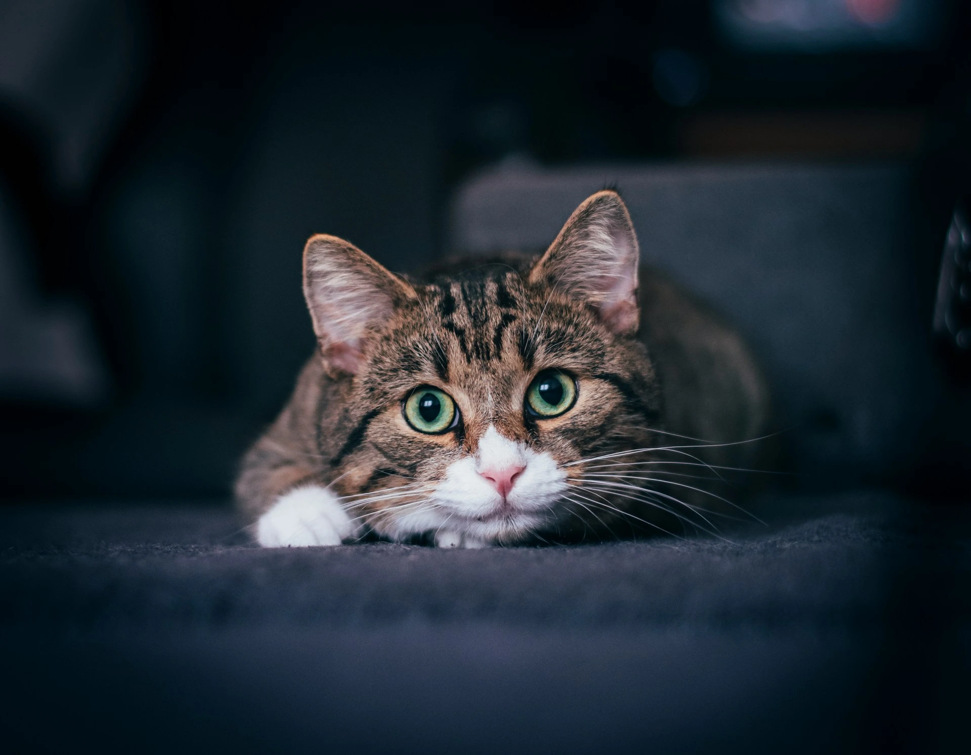 A tabby cat with wide green eyes crouches low on a dark surface.