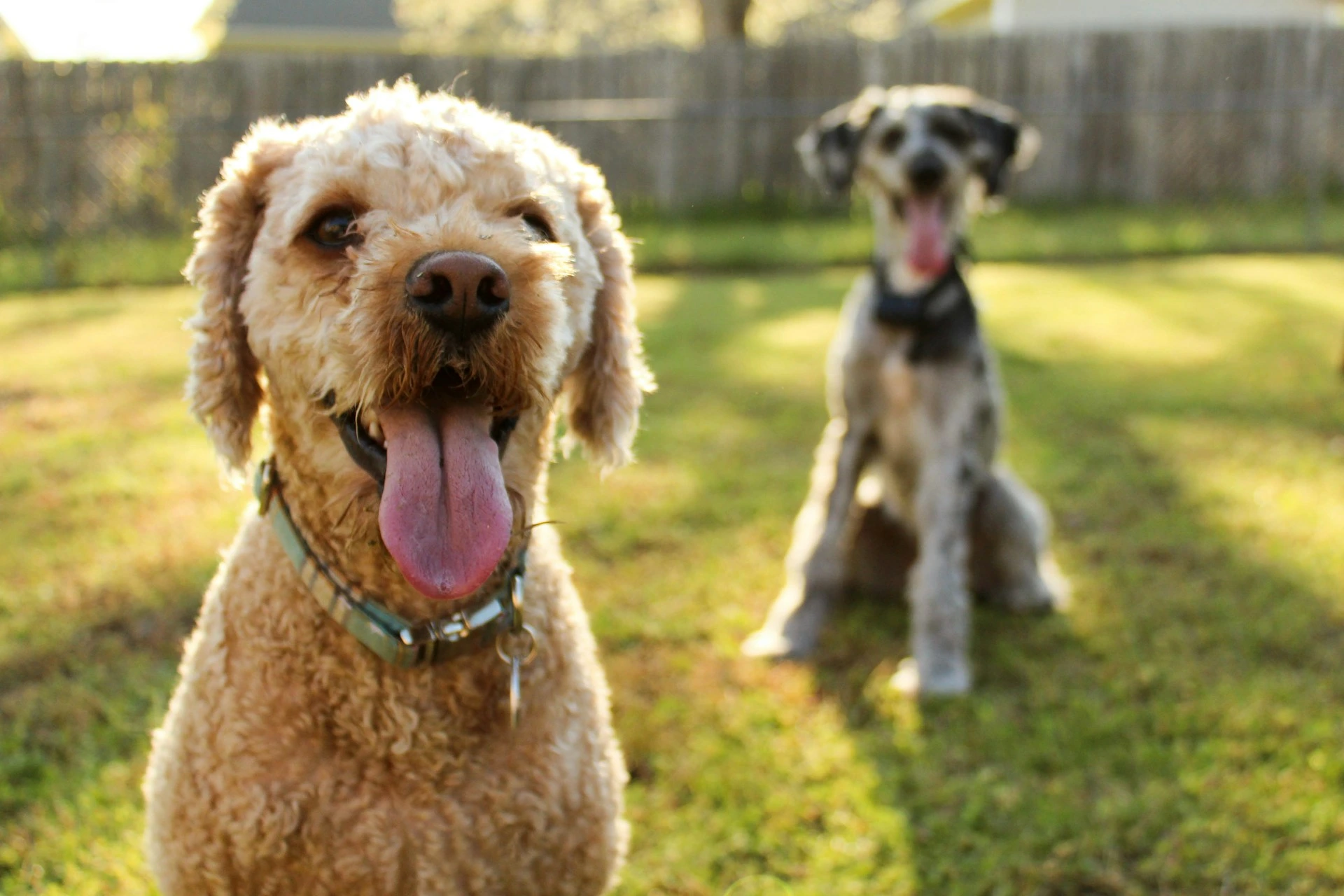 A brown dog with its tongue out on a grassy lawn, with another dog sitting out of focus in the background.