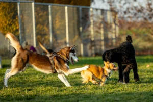 A brown and white husky leaps forward to play with a small tan dog and a black poodle on a grassy field in a dog park.