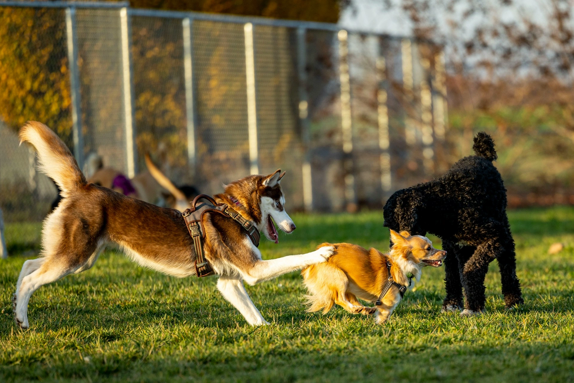 A brown and white husky leaps forward to play with a small tan dog and a black poodle on a grassy field in a dog park.