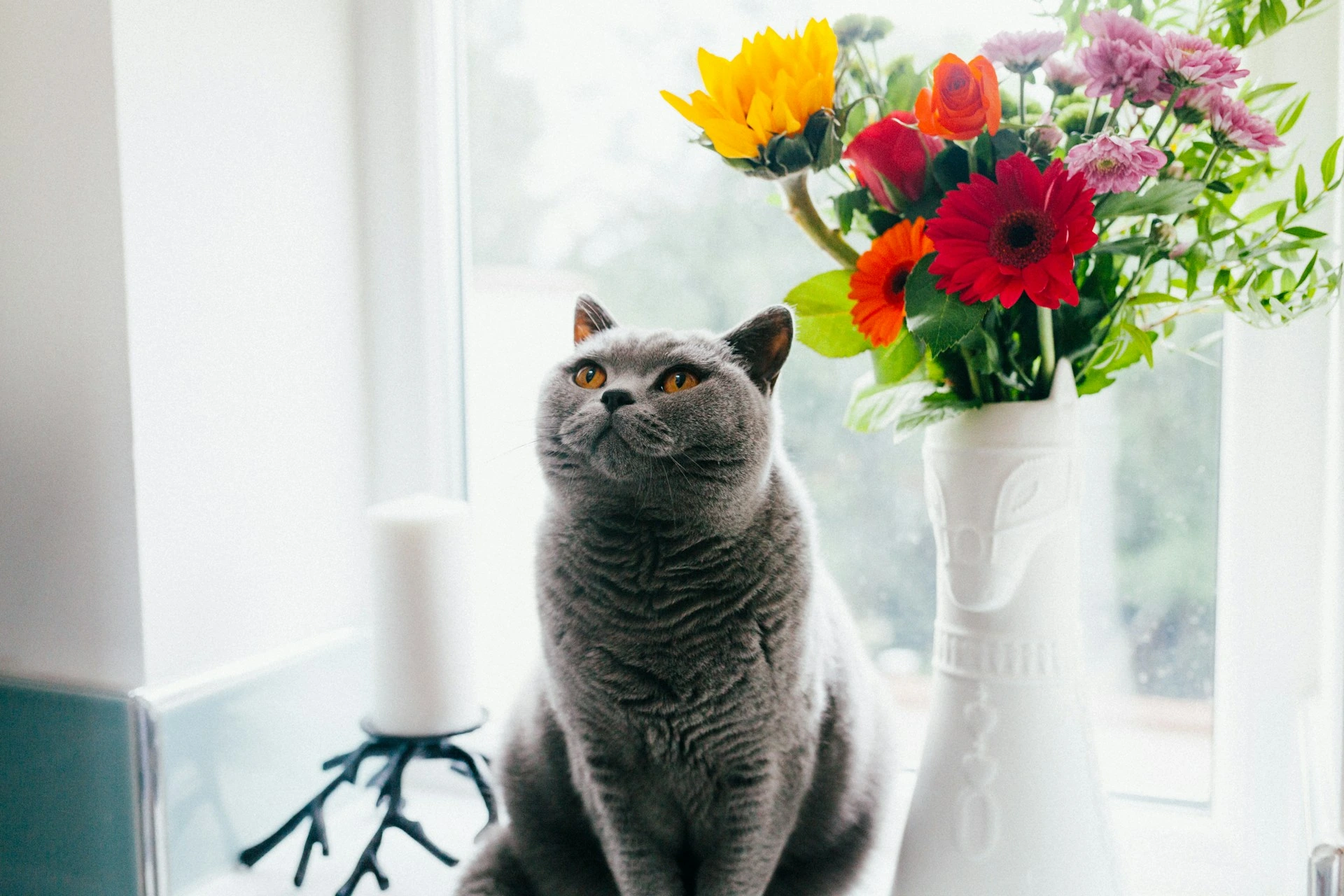 A British Shorthair cat sits on a windowsill next to a vibrant bouquet of flowers in a white vase.