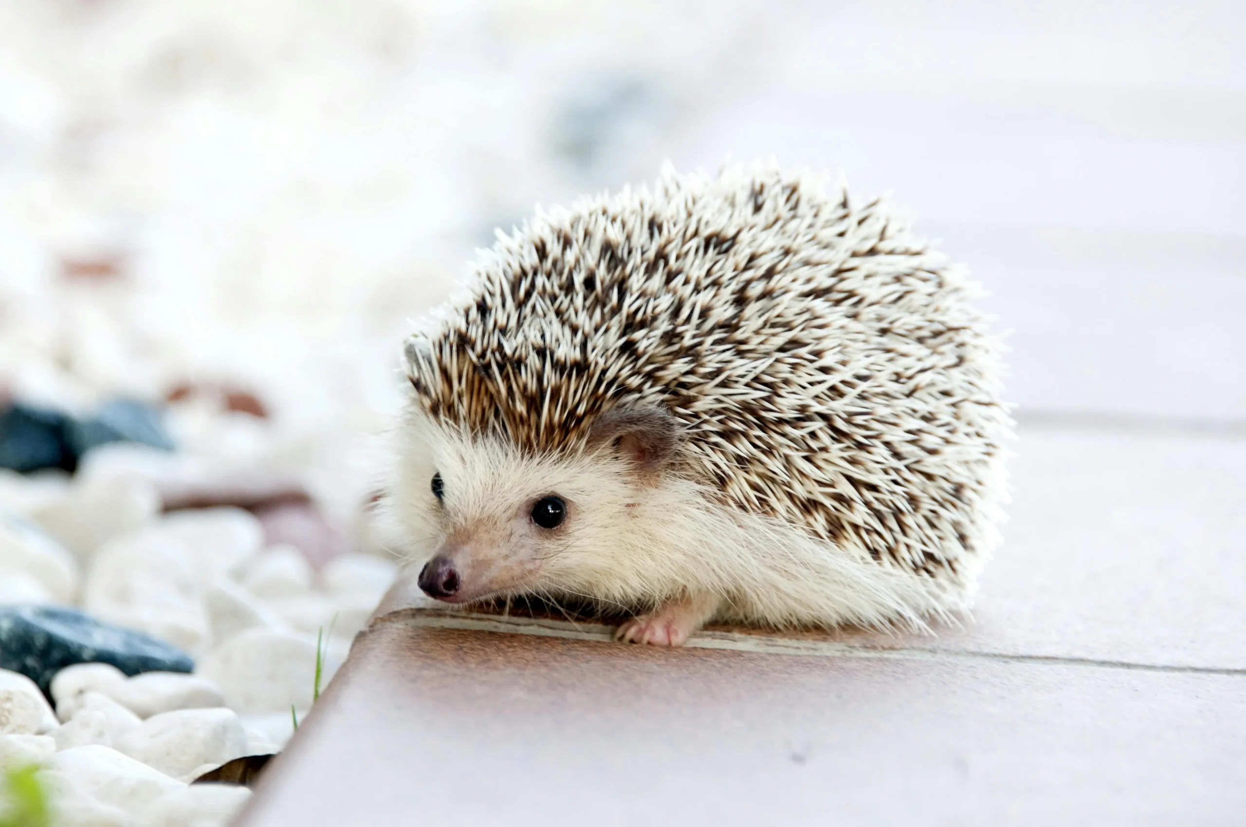 A small hedgehog walks along the edge of a paved tile walkway next to white pebbles.