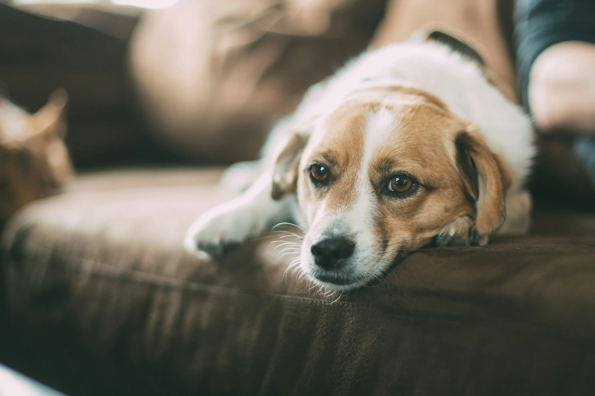 A brown and white dog rests its chin on the edge of a brown sofa, looking directly forward.