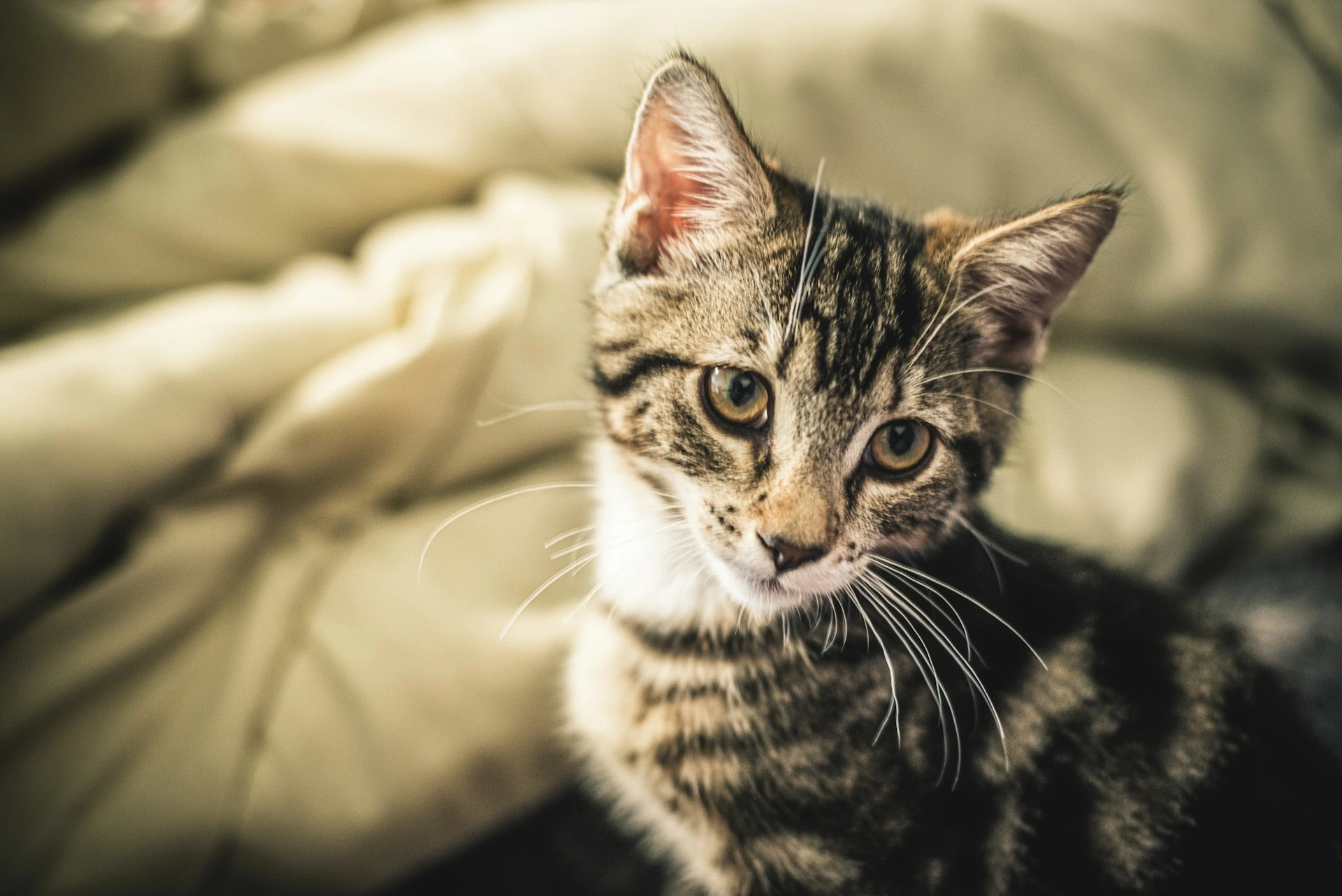 A close-up portrait of a tabby kitten tilting its head curiously against a soft, blurry background.