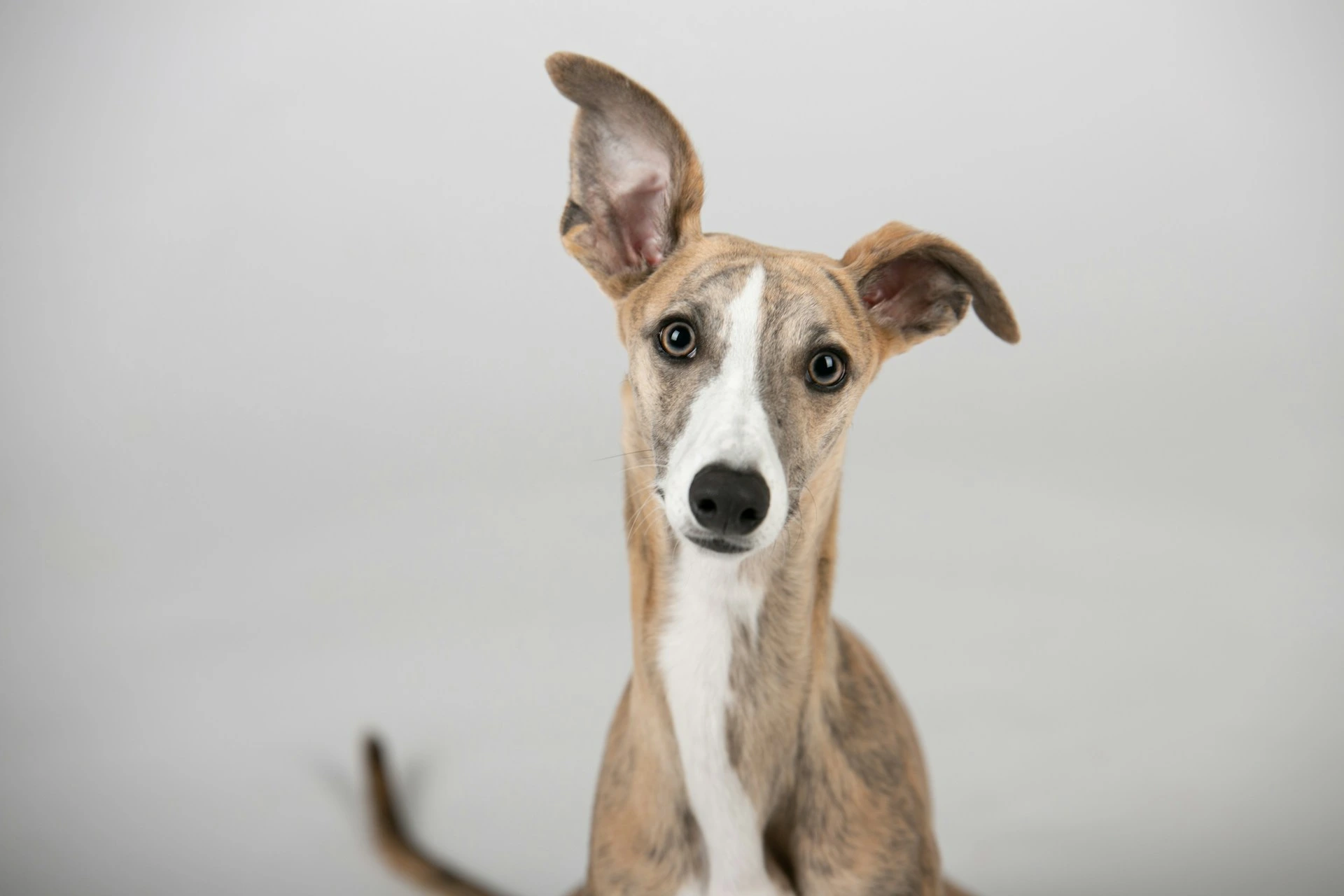 A puppy with one ear standing up against a plain white background.