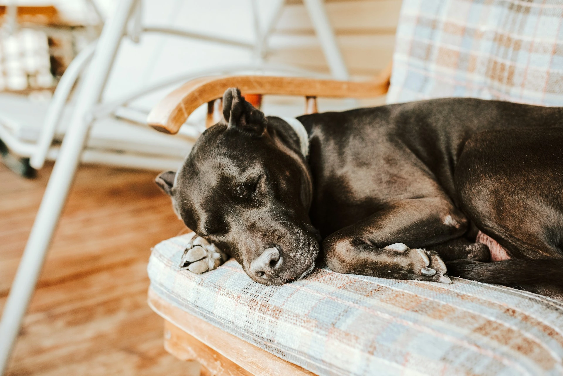 A black dog sleeps peacefully on a plaid cushion of a wooden chair on a porch.