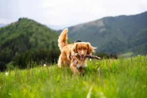 A fluffy golden dog walks through a grassy field with a stick in its mouth, with green mountains in the background.