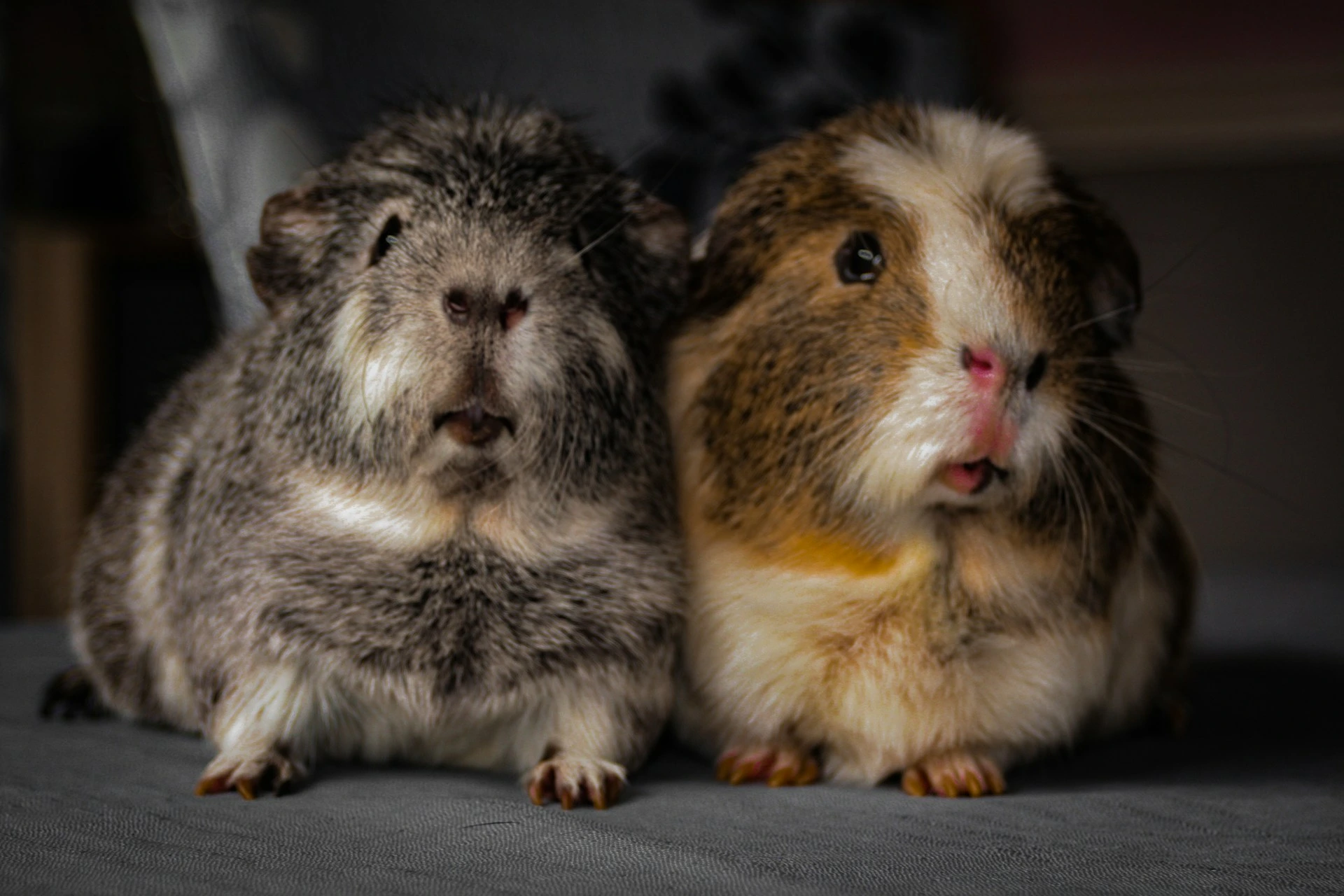 Two fluffy guinea pigs sit side by side against a dark backdrop.